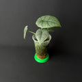Alocasia Melo