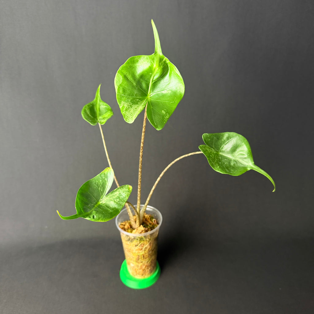 Alocasia Macrorrhizos 'Stingray' Mint Variegata #1-3