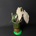 Plant template
