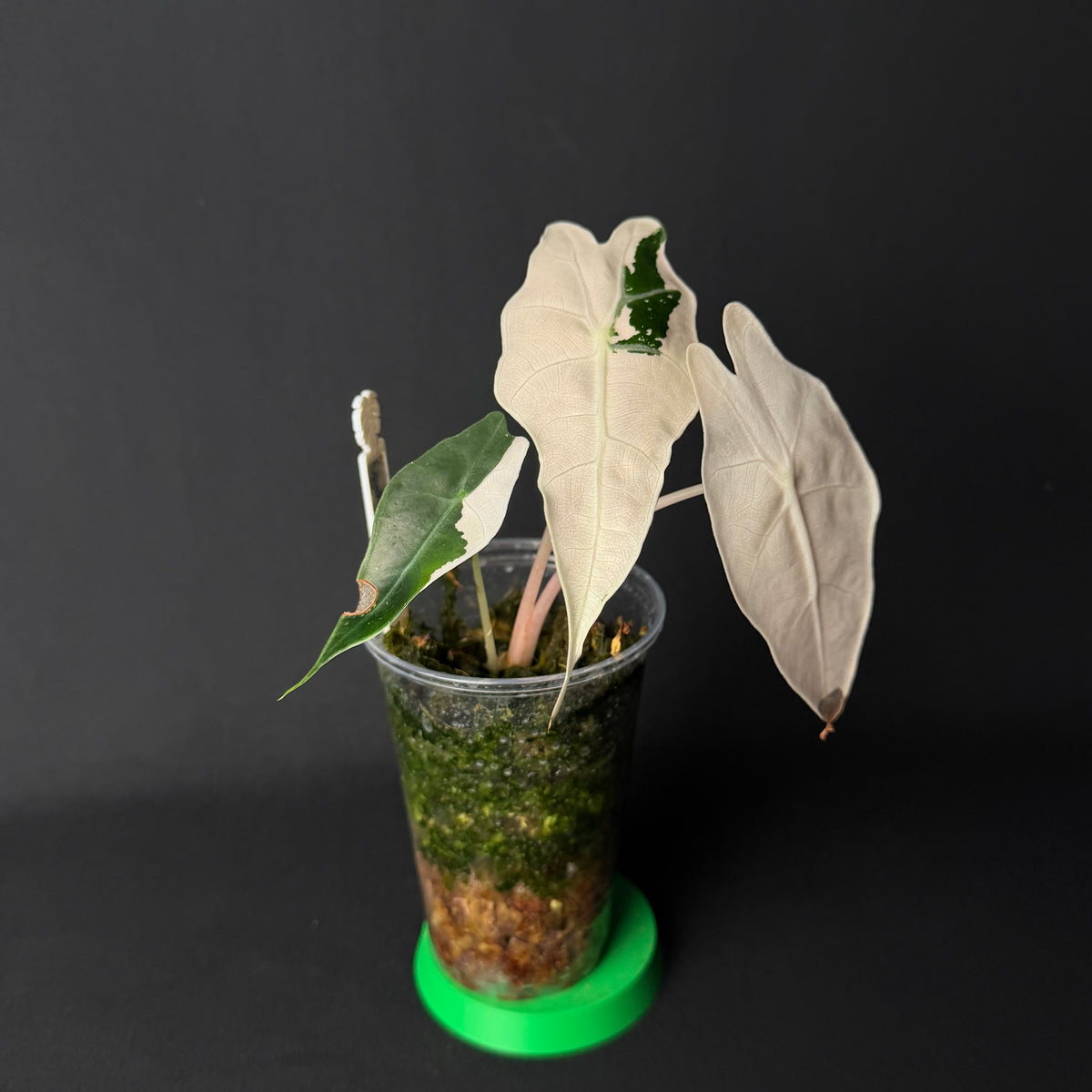Plant template