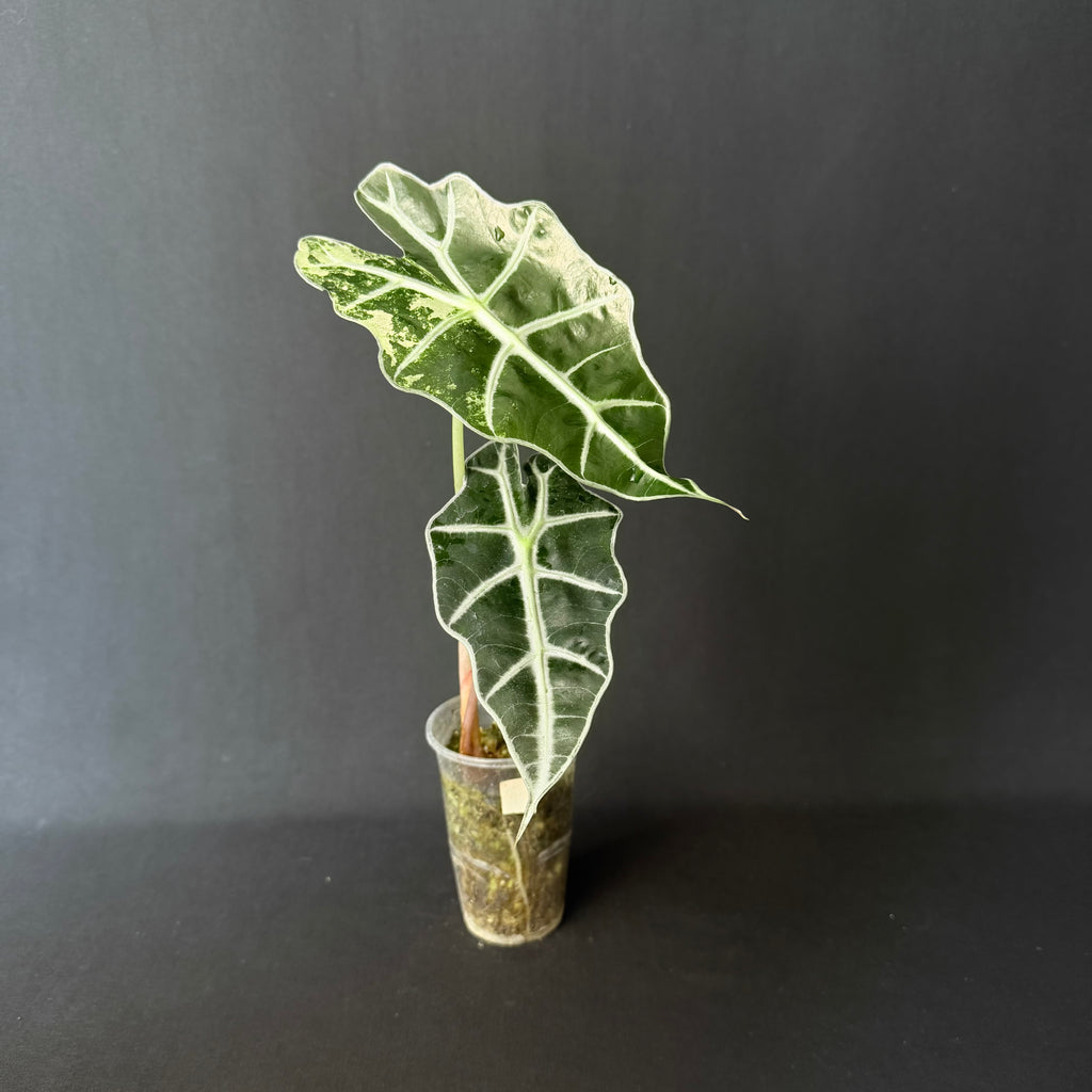 Alocasia Amazonica 'Polly' Mint Variegata