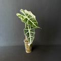 Alocasia Amazonica 'Polly' Mint Variegata