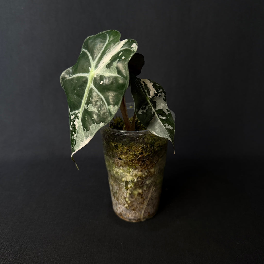 Alocasia Amazonica 'Polly' Pink Variegata