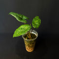 Alocasia Heterophylla ´Shattered Glass´#1