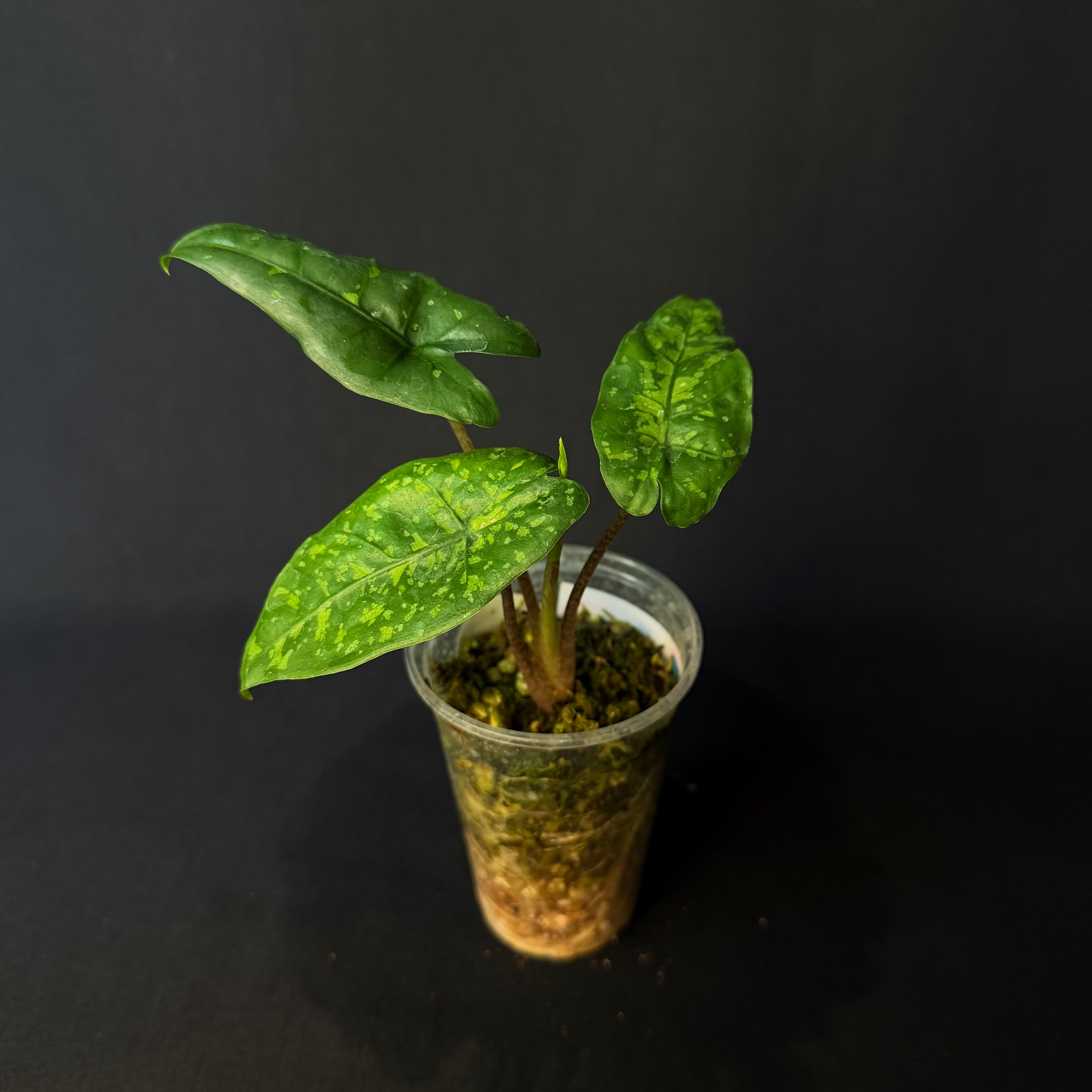 Alocasia Heterophylla ´Shattered Glass´#1