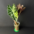 Alocasia Amazonica 'Polly' Mint Variegata #1-3