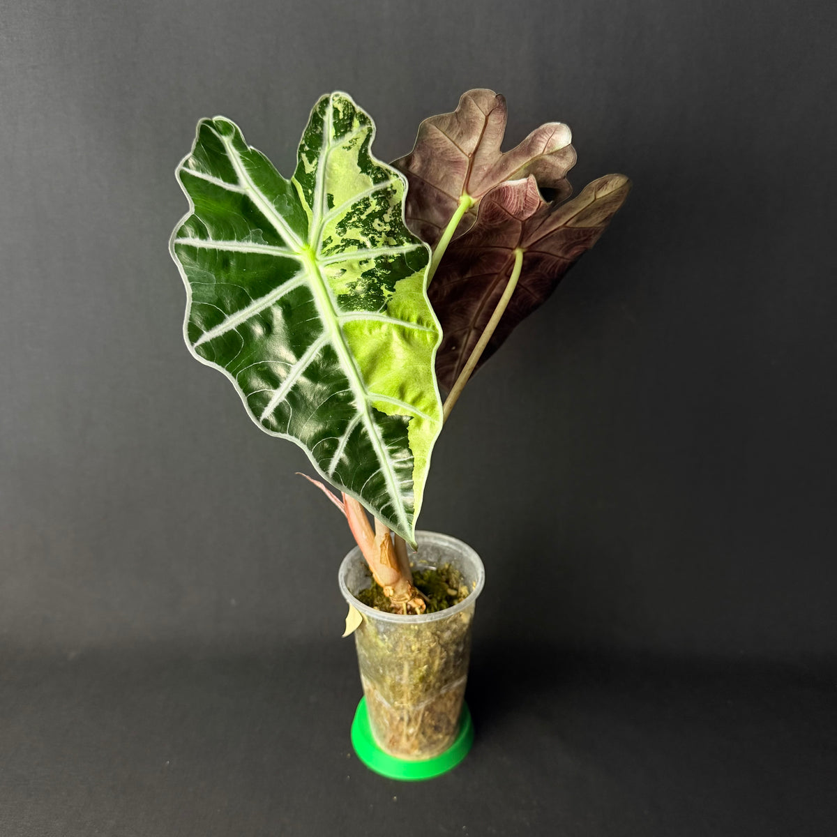 Alocasia Amazonica 'Polly' Mint Variegata #1-3
