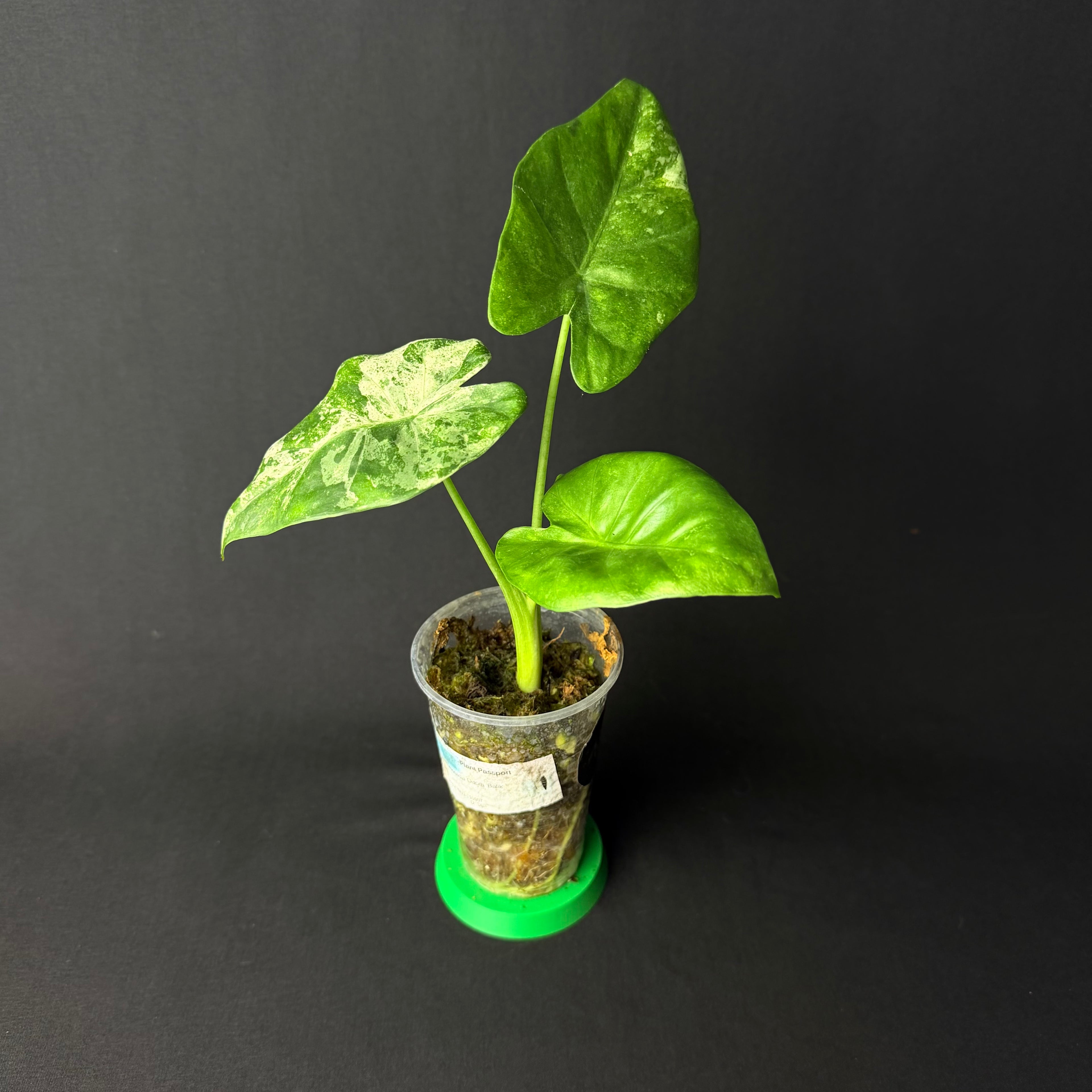 Alocasia Odora 'Batik' Variegata #1-9