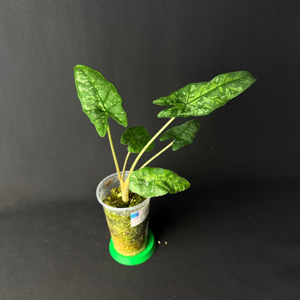 Alocasia Heterophylla 'Shattered Glass' #1-2