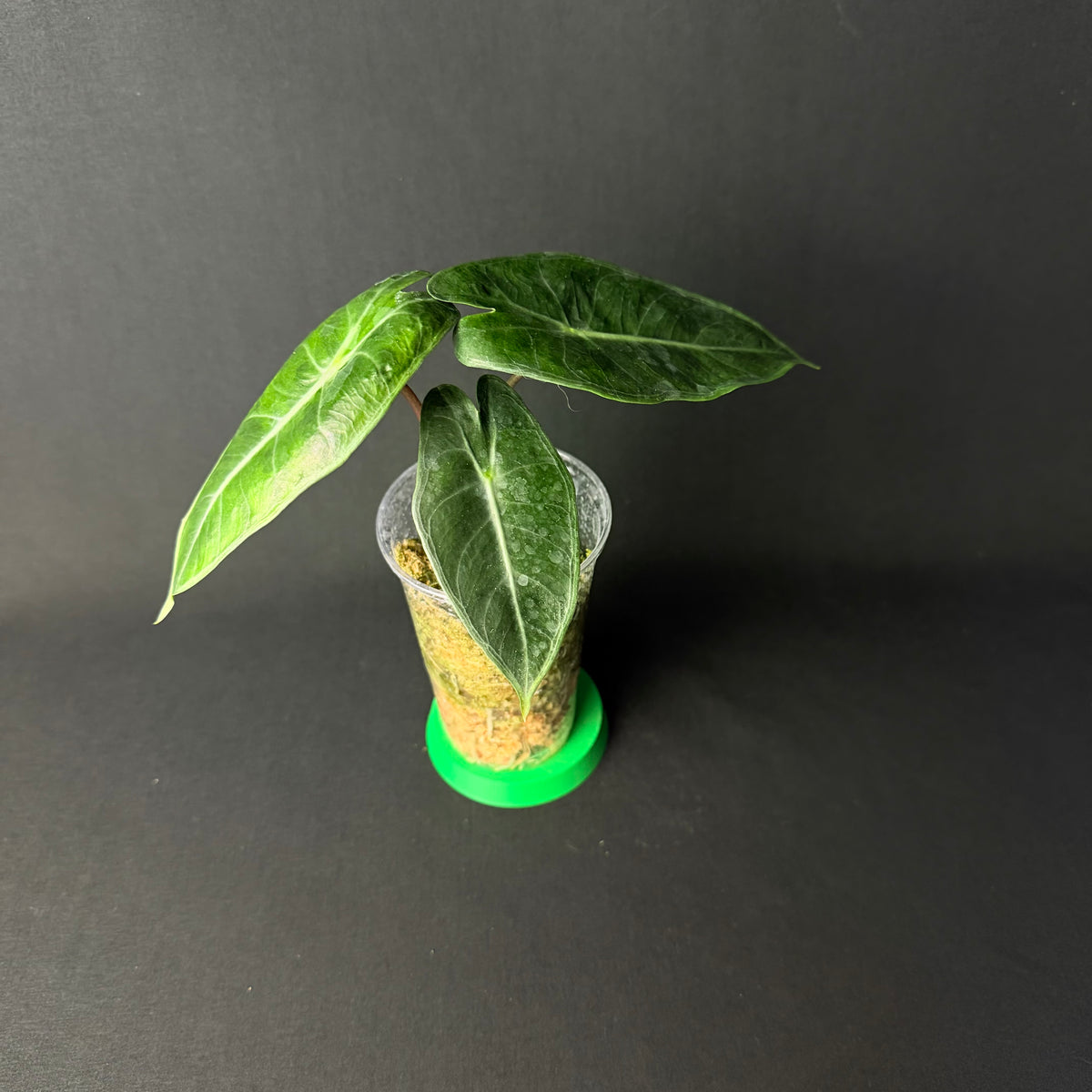 Alocasia Pink Dragon Mint Variegata #1-3