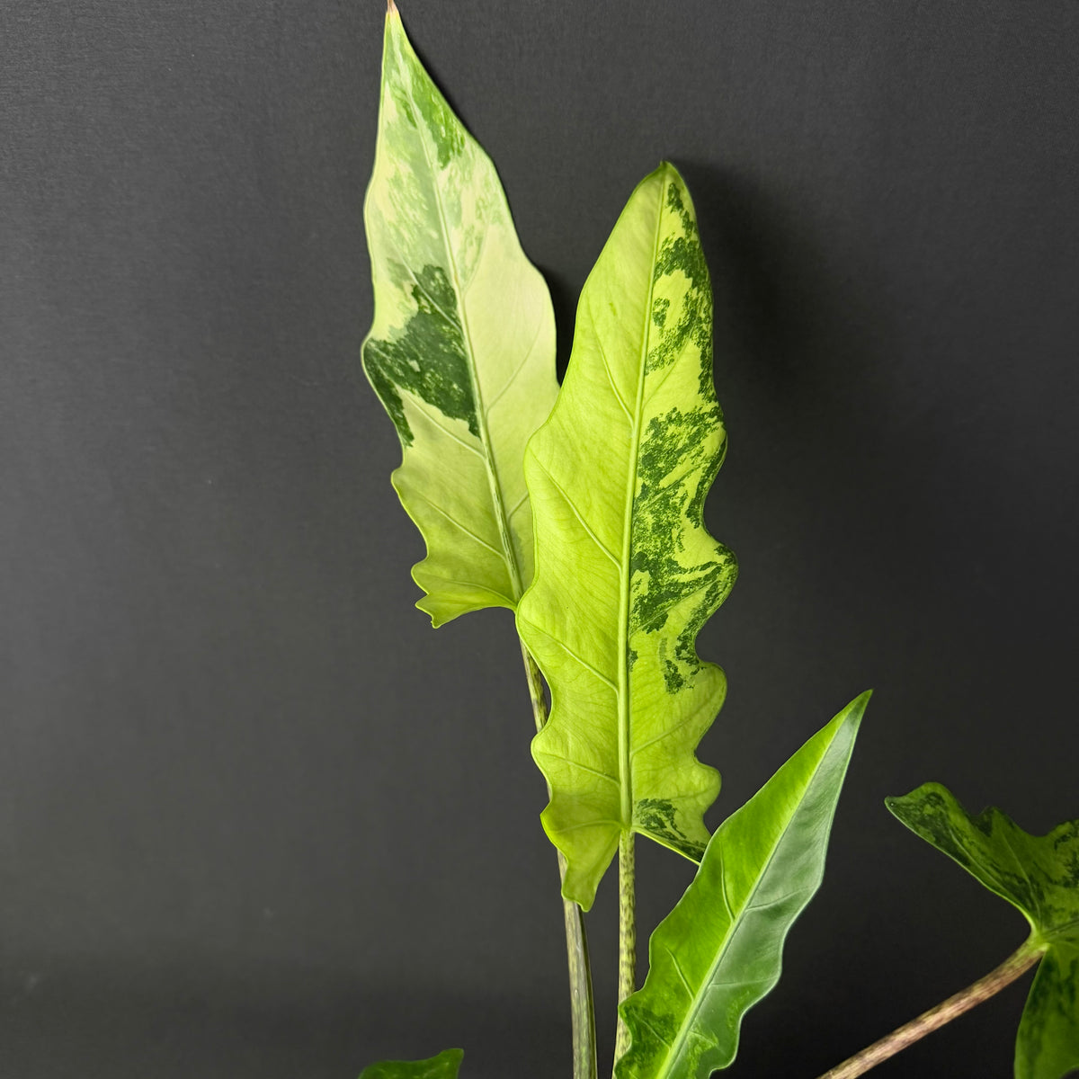 Alocasia Lauterbachiana Albo/Mint Variegata #1-2
