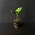 Alocasia Olanii #1