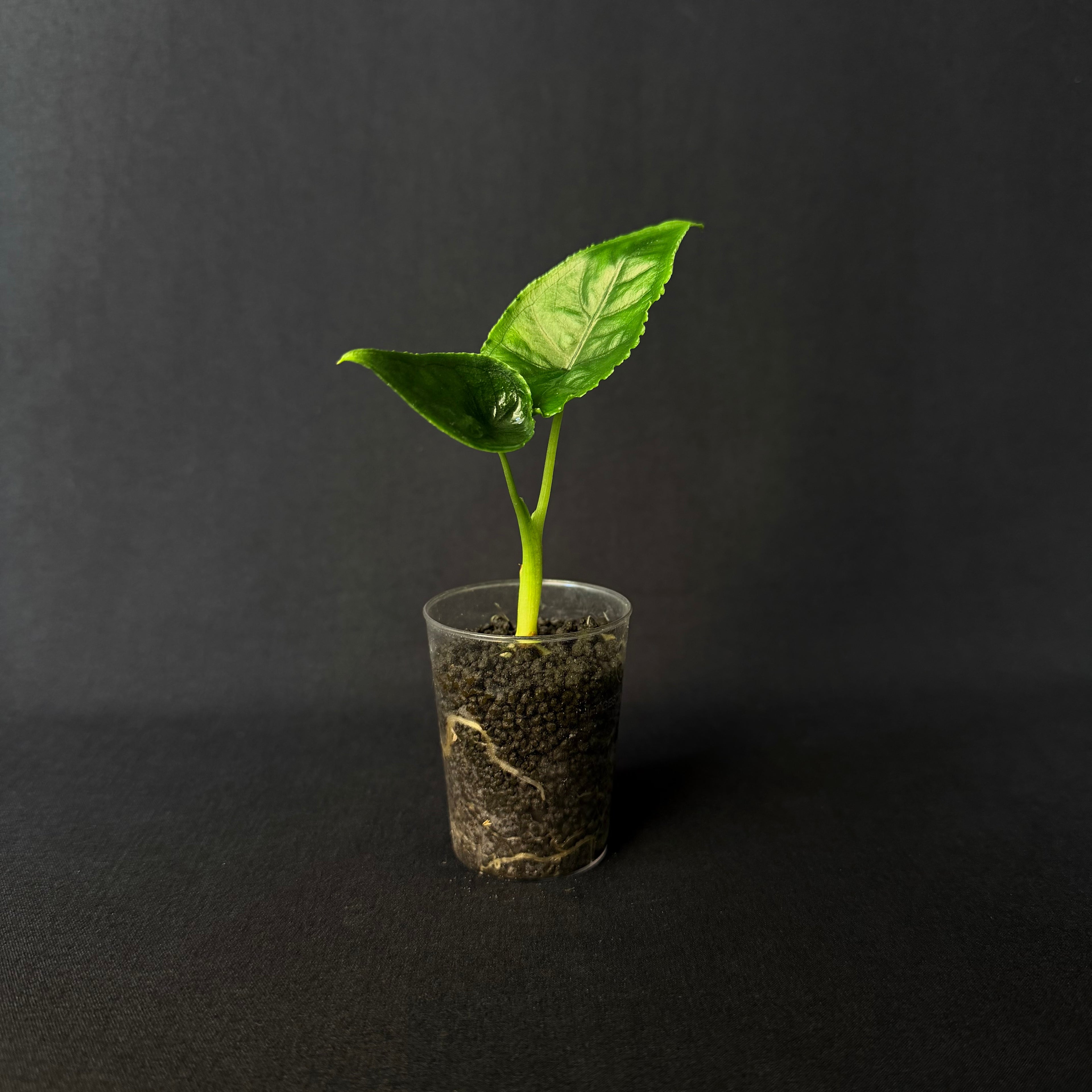 Alocasia Olanii #1