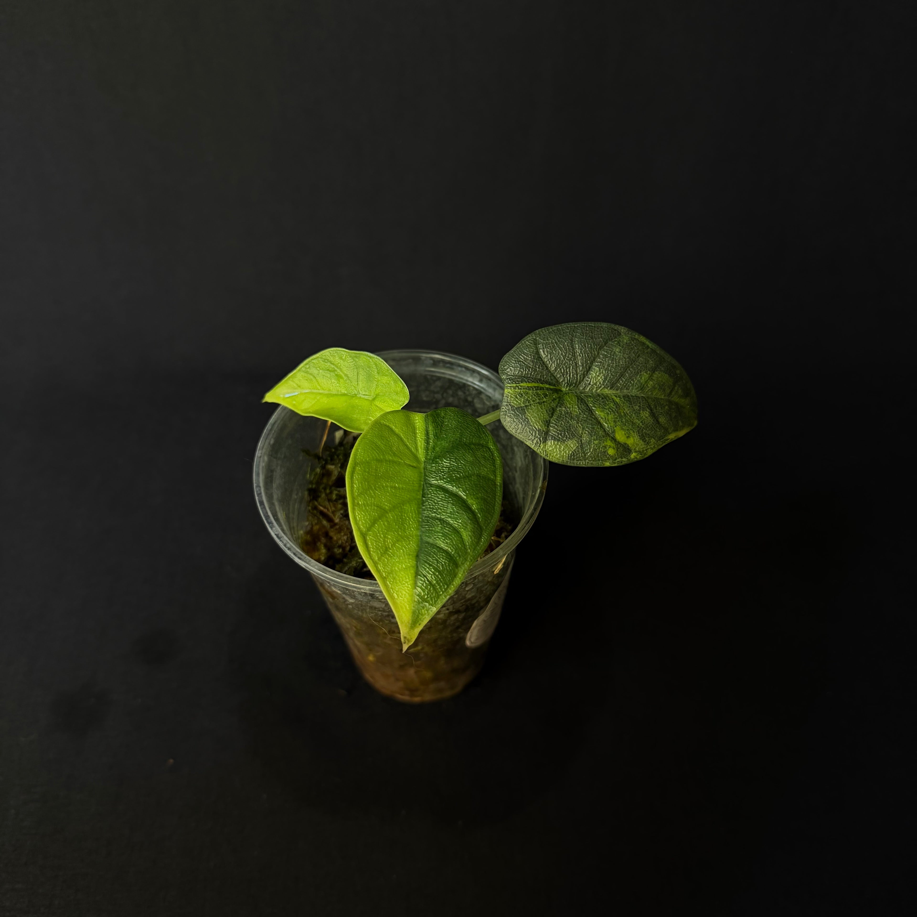 Alocasia Melo Aurea Variegata #1