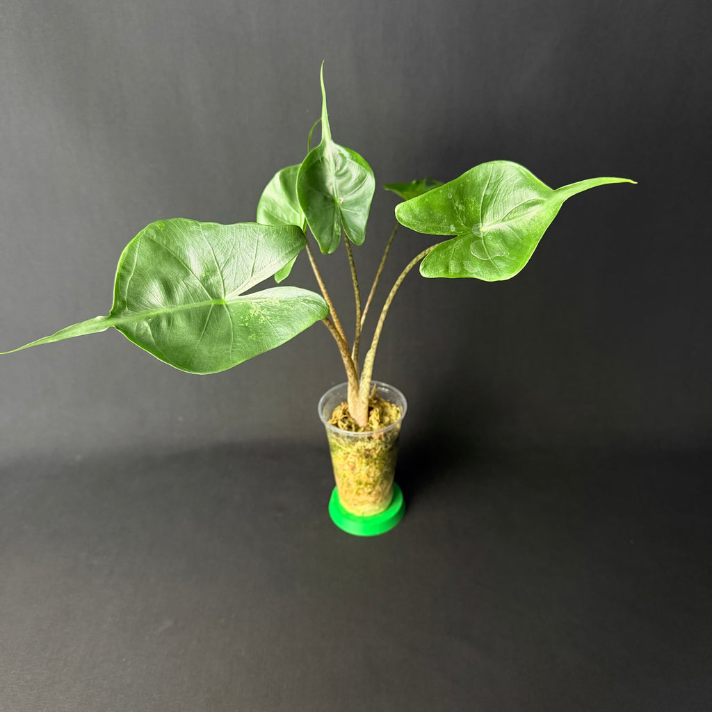 Alocasia Macrorrhizos 'Stingray' Mint Variegata #1-3