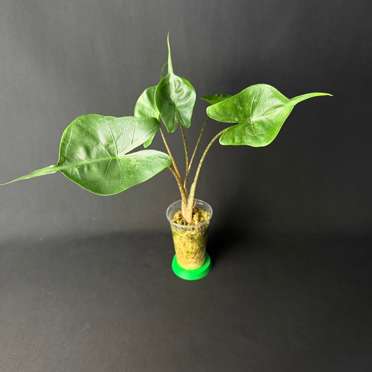 Alocasia Macrorrhizos 'Stingray' Mint Variegata #1-3