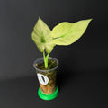 Alocasia Regal Shields Mint Variegata #2