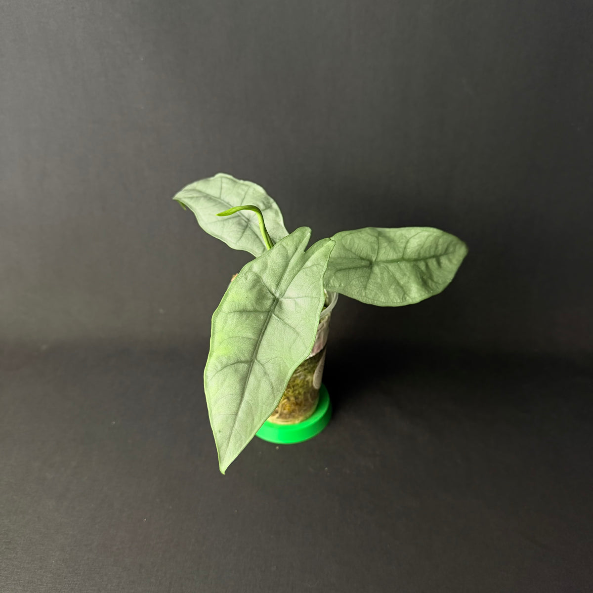 Alocasia Heterophylla Silver