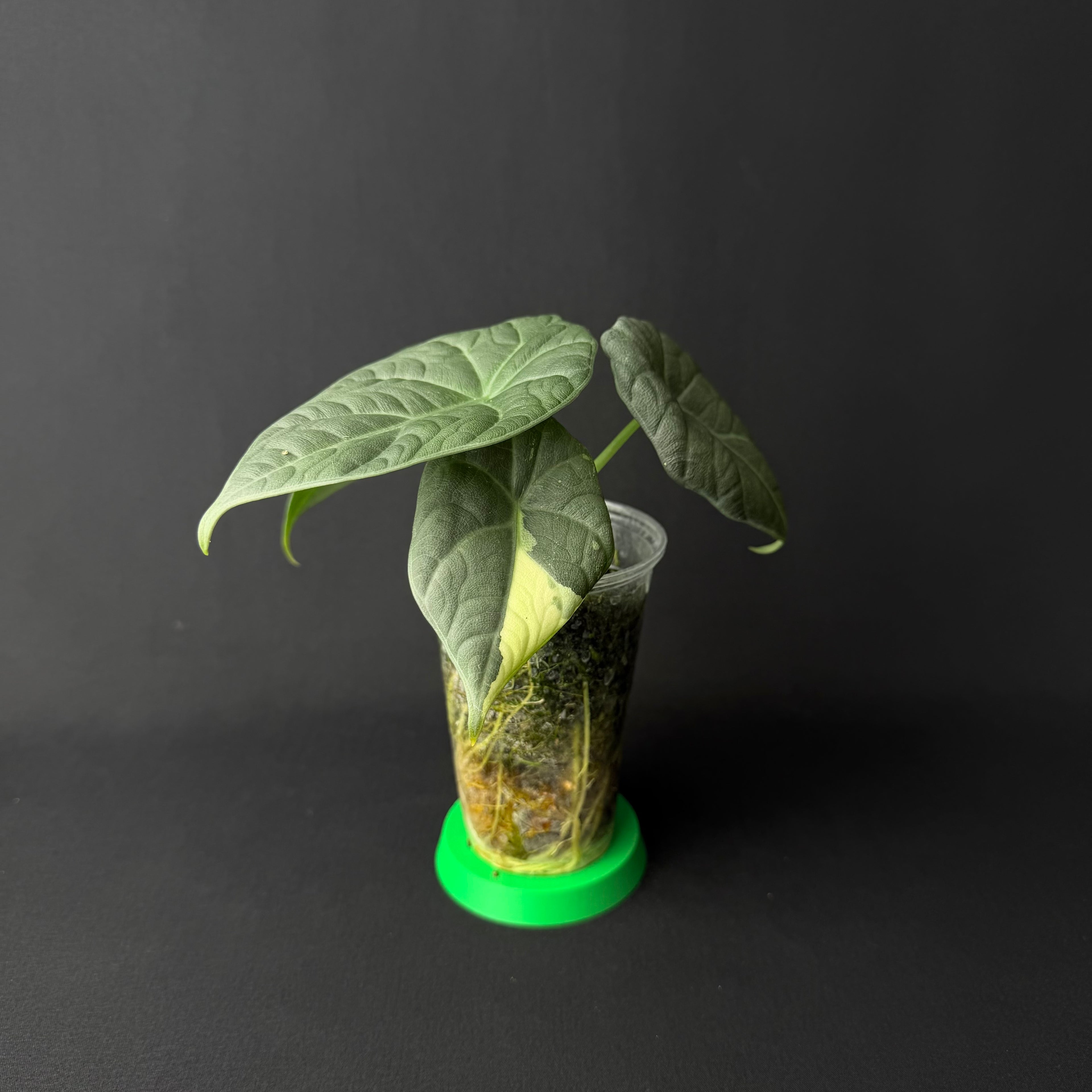 Alocasia Maharani Albo/Mint Variegata #1-3