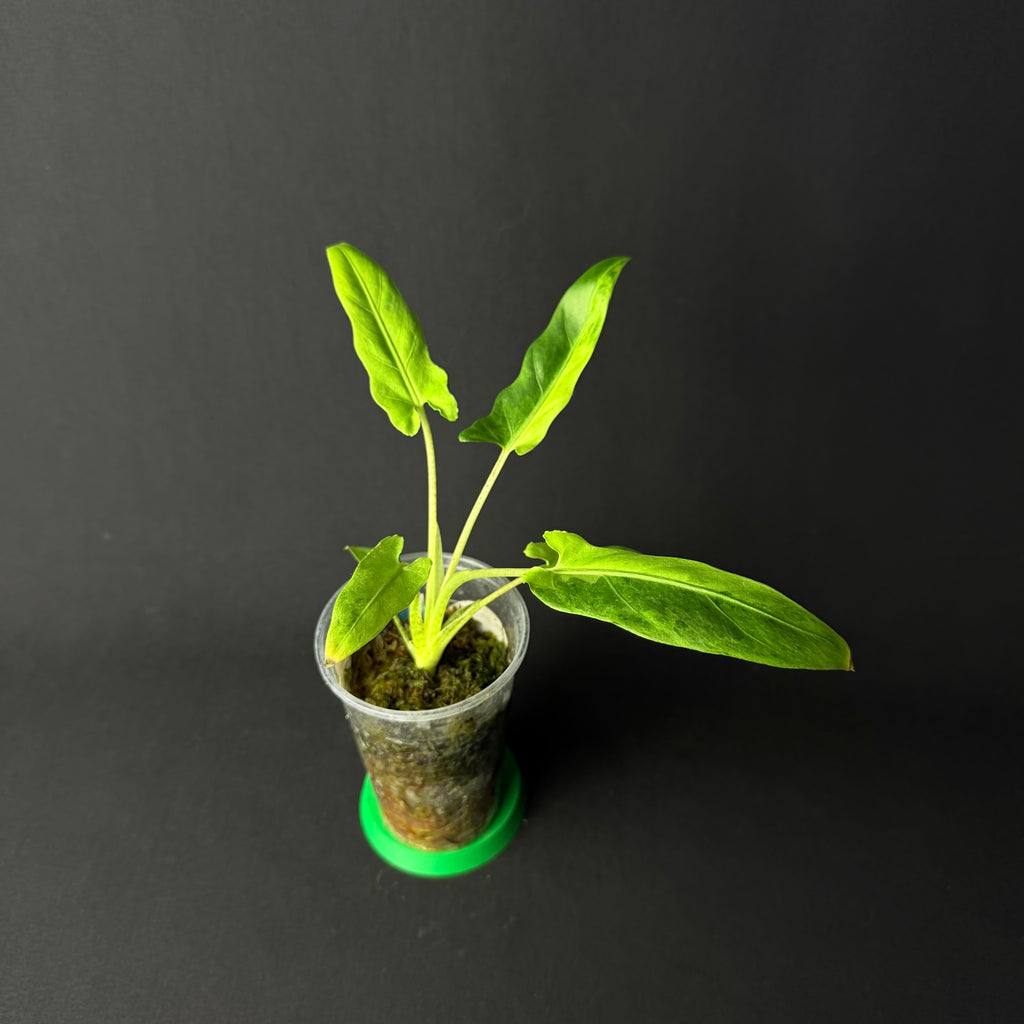 Alocasia Lauterbachiana Mint Variegata #1-2