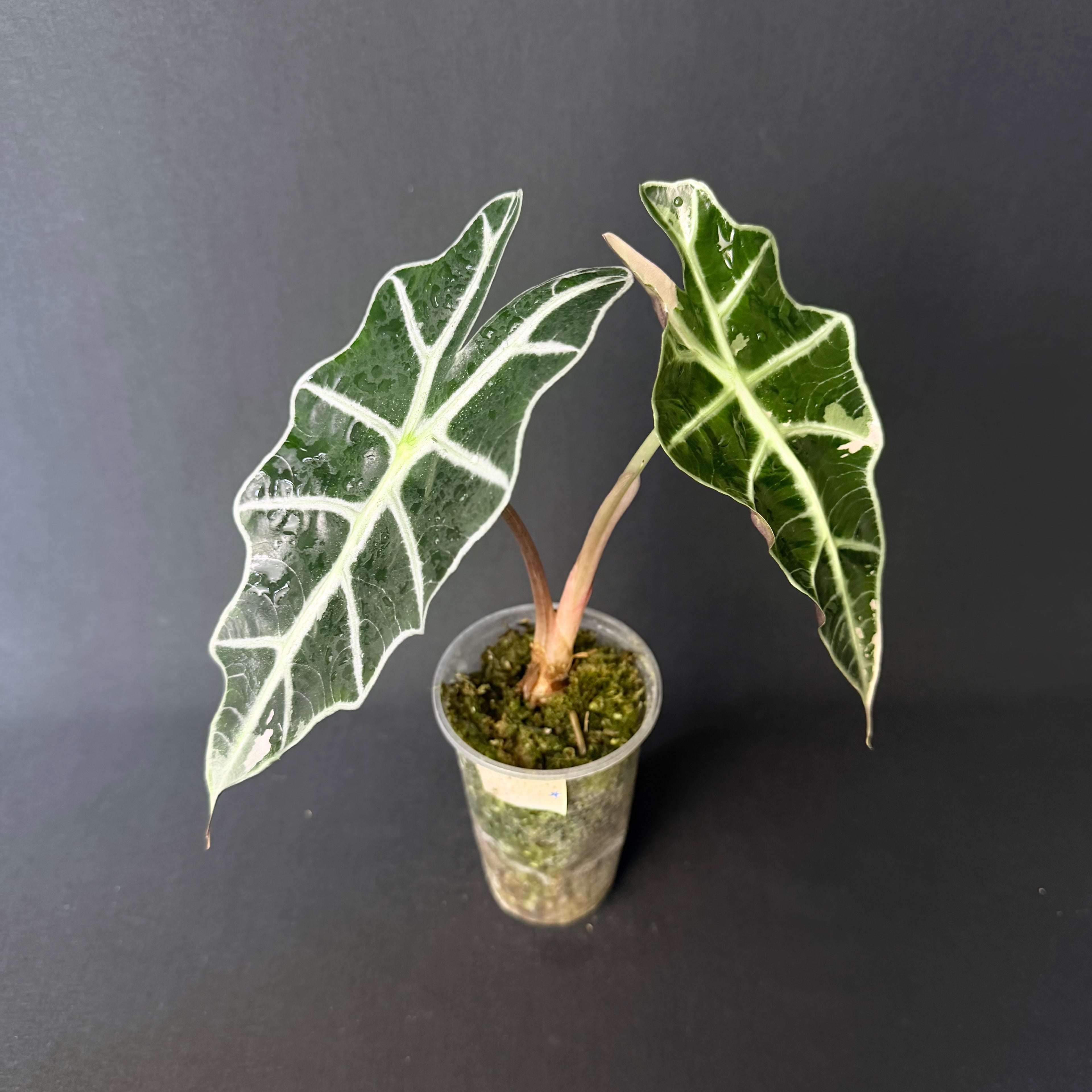 Alocasia Amazonica 'Polly' Pink Variegata