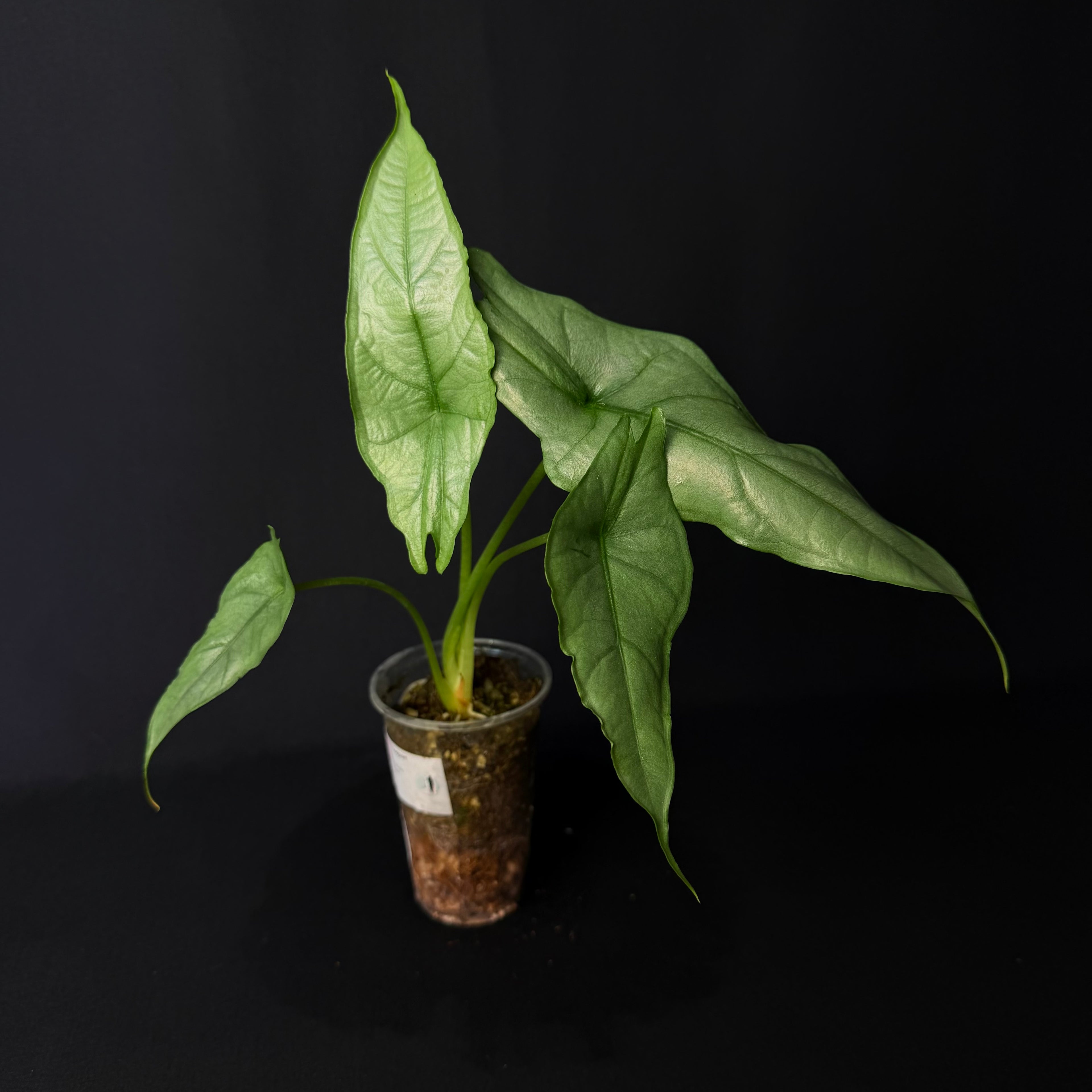 Alocasia Heterophylla Dragon's Breath #2