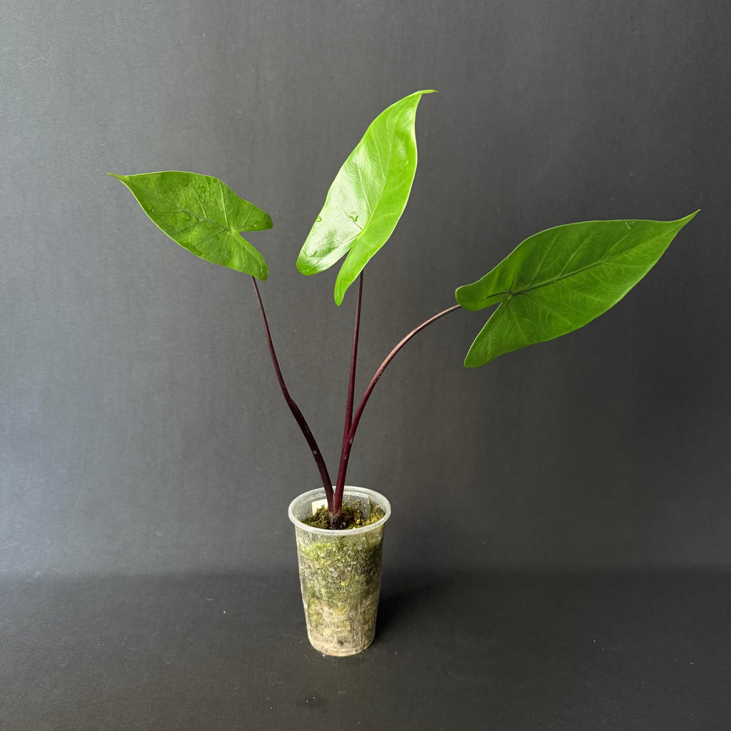 Alocasia Macrorrhizos 'Black Stem'
