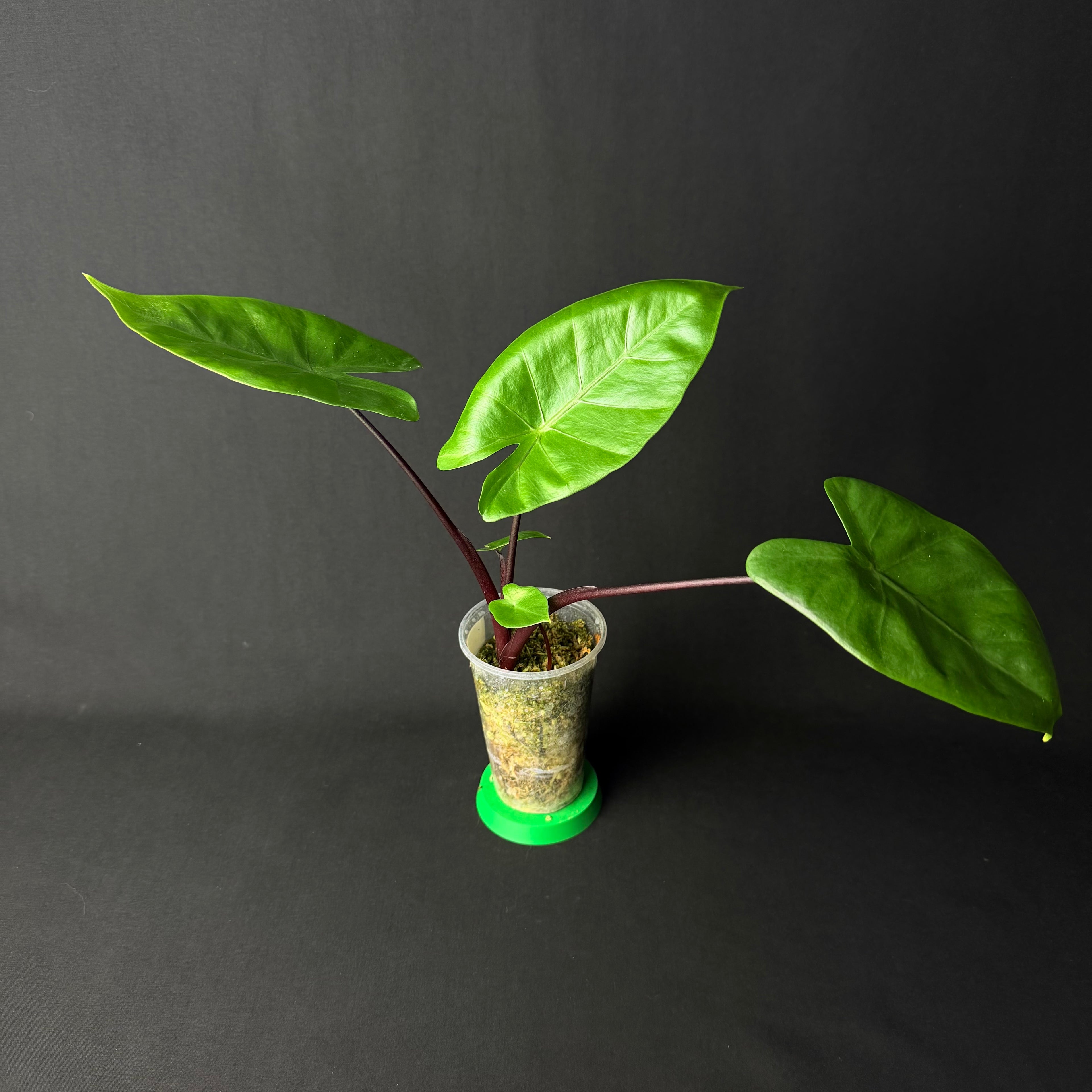 Alocasia Macrorrhizos 'Black Stem'