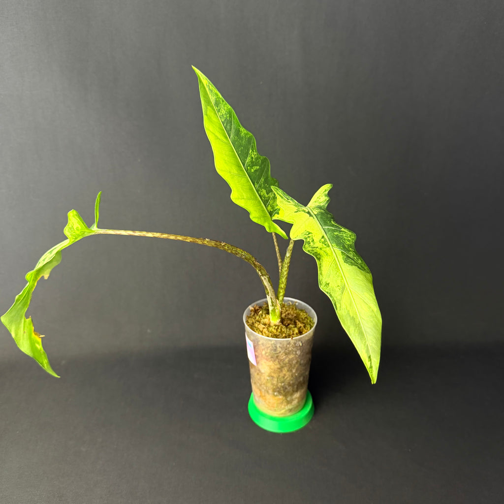 Alocasia Lauterbachiana Albo/Mint Variegata #1-2