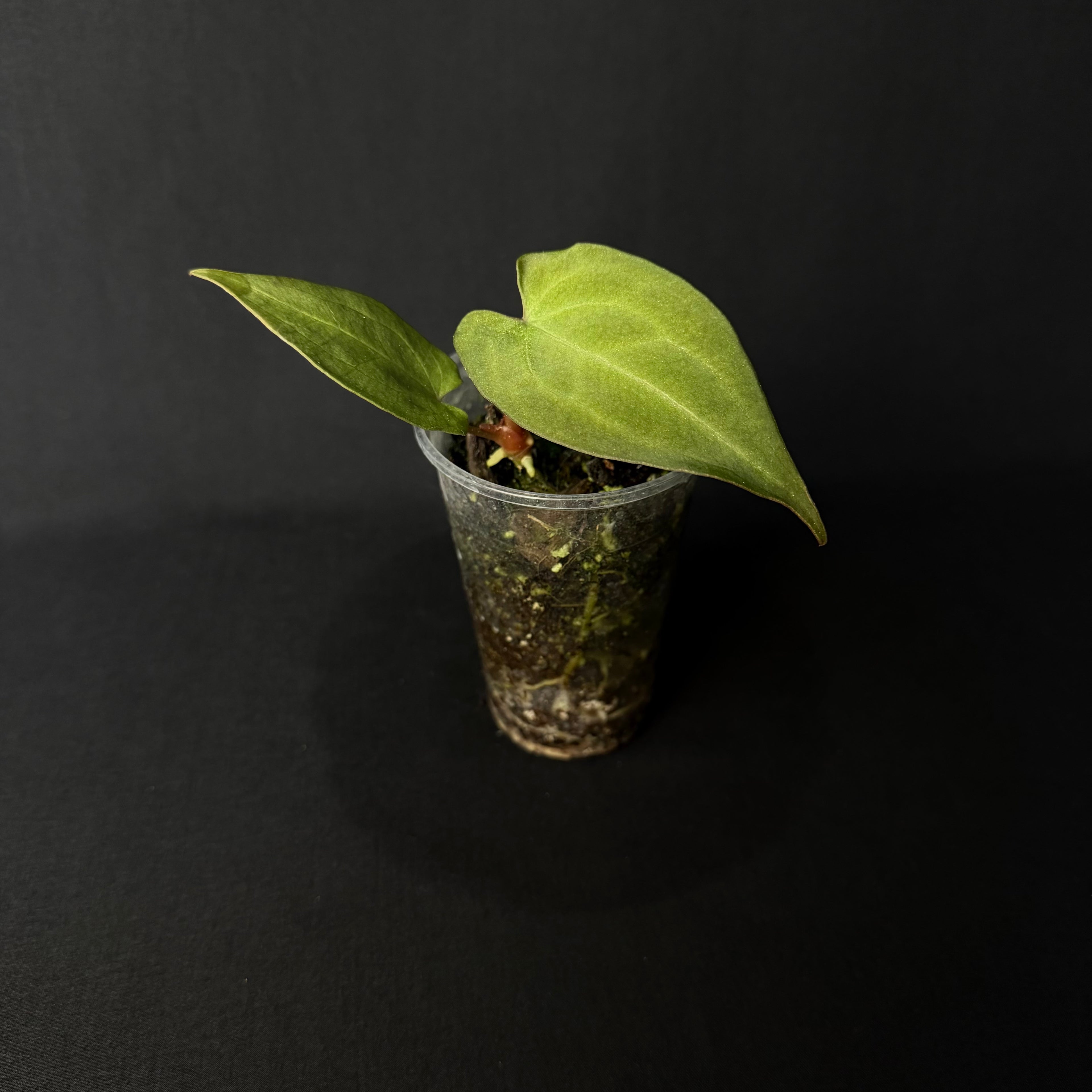 Anthurium Zara x Michelle dark X Bessemer aff. 'Black Pillow'