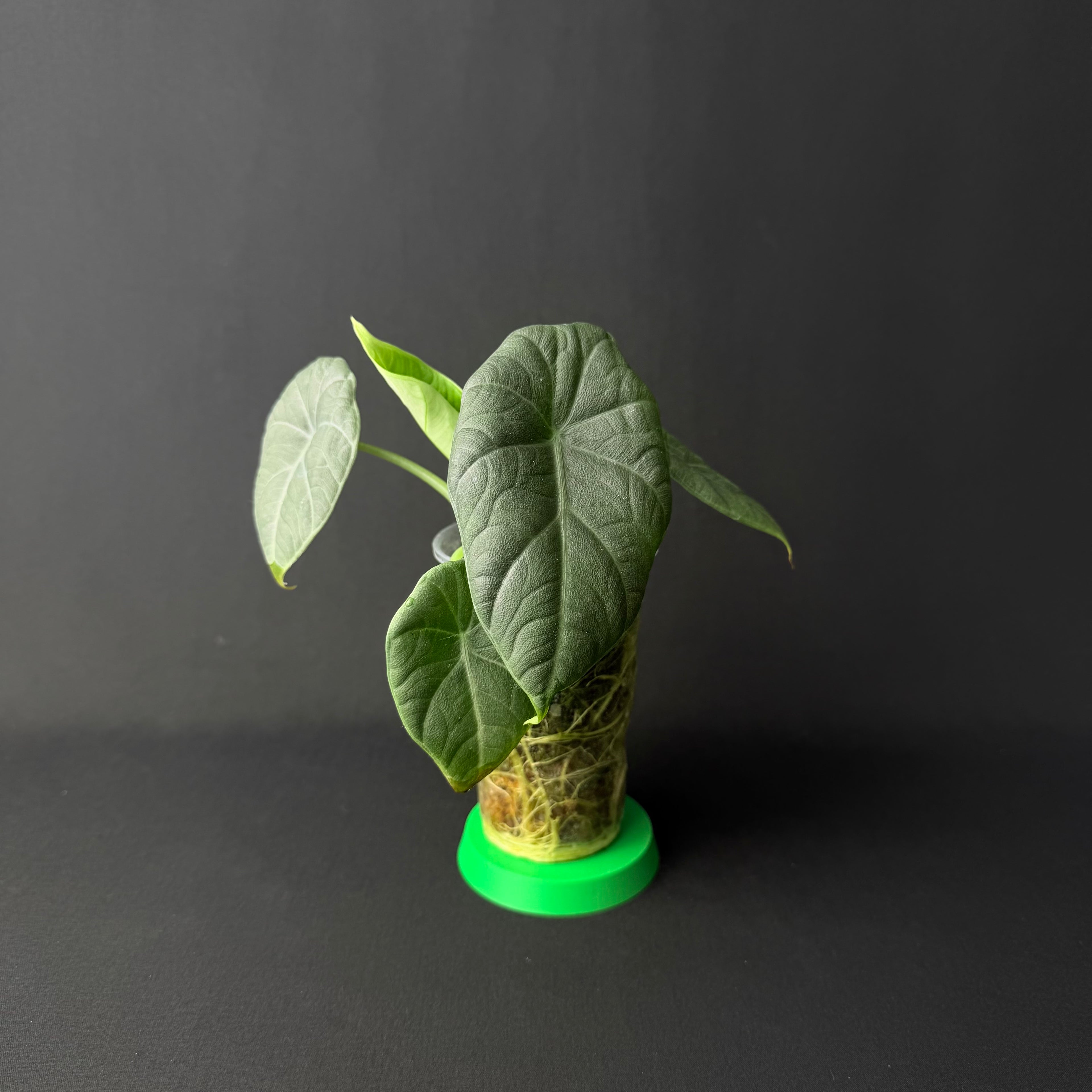 Alocasia Maharani #1-7