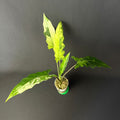 Alocasia Lauterbachiana Albo/Mint Variegata #1-2