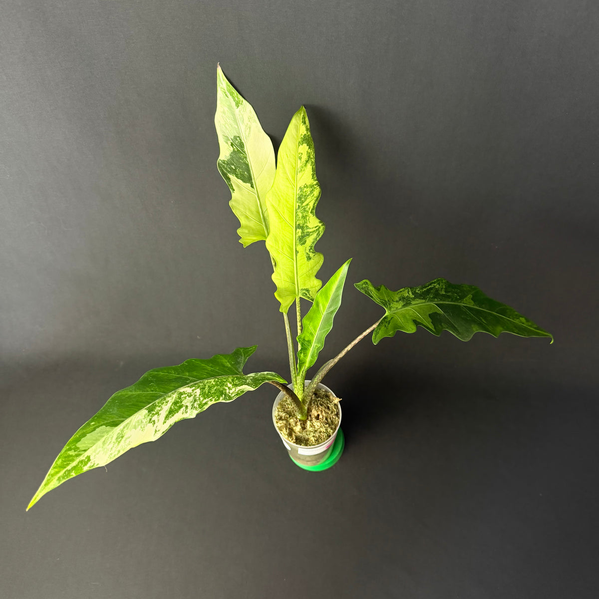 Alocasia Lauterbachiana Albo/Mint Variegata #1-2