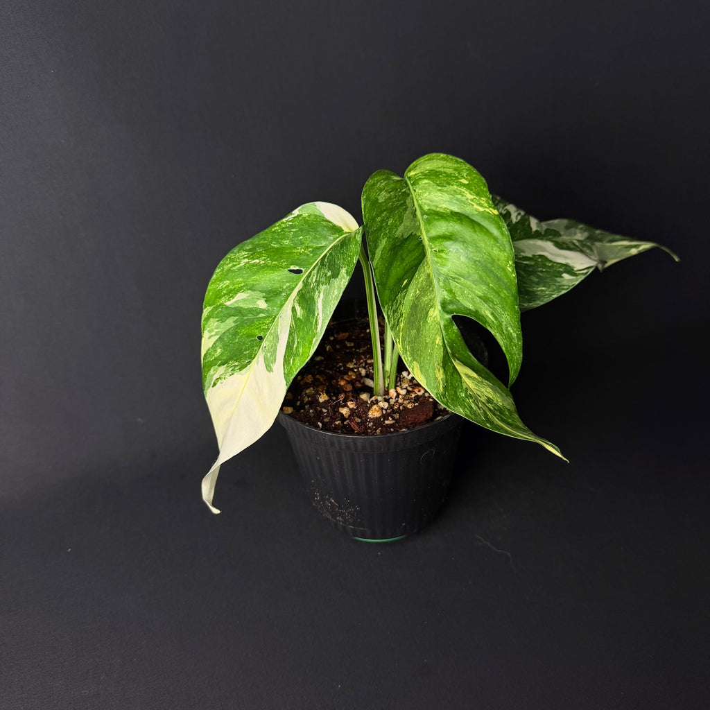 Epipremnum pinnatum Variegata #1-3
