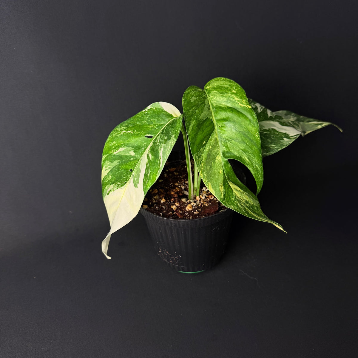 Epipremnum pinnatum Variegata #1-3