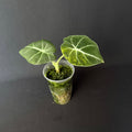 Alocasia Reginula 'Black Velvet' Gold Variegata #6
