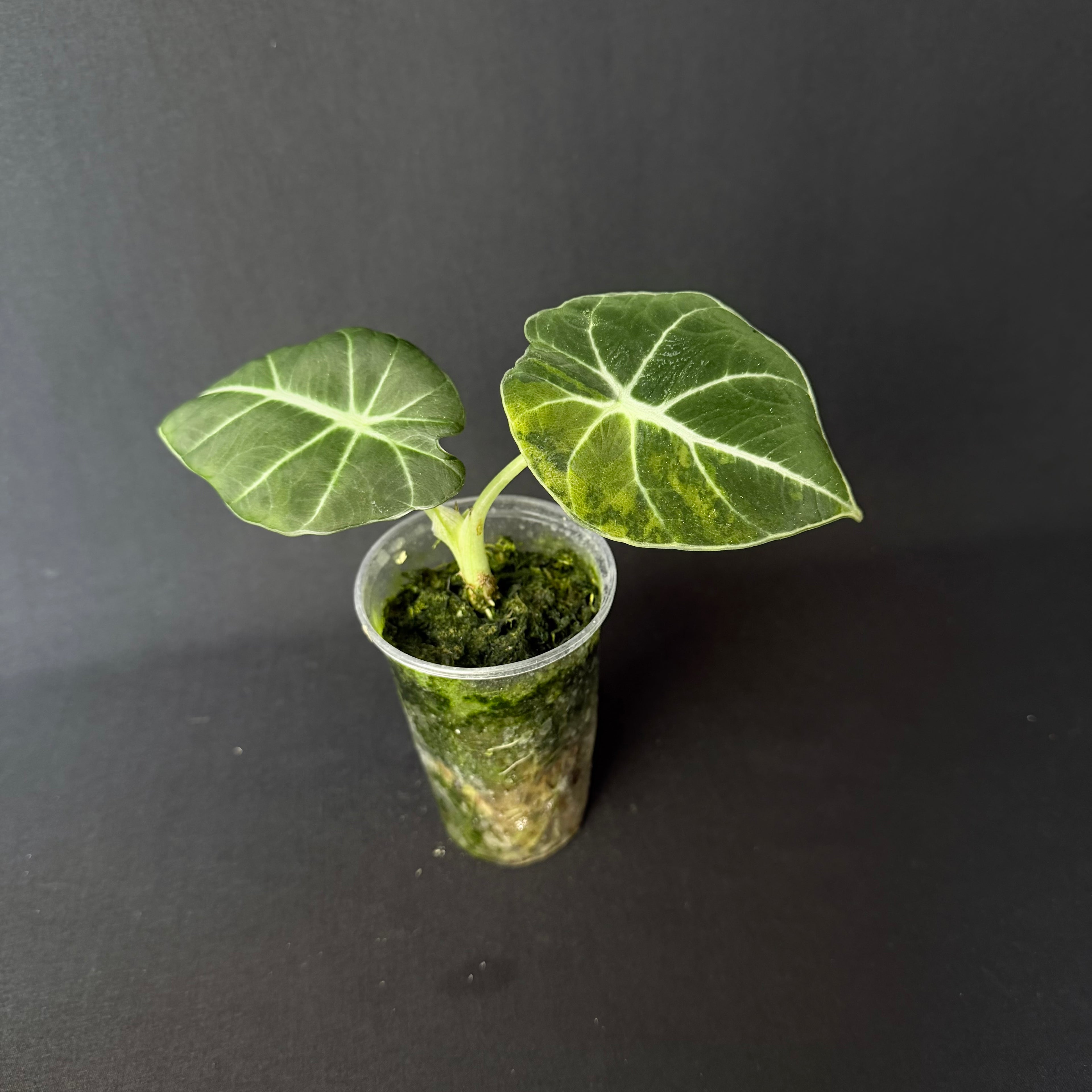 Alocasia Reginula 'Black Velvet' Gold Variegata #6