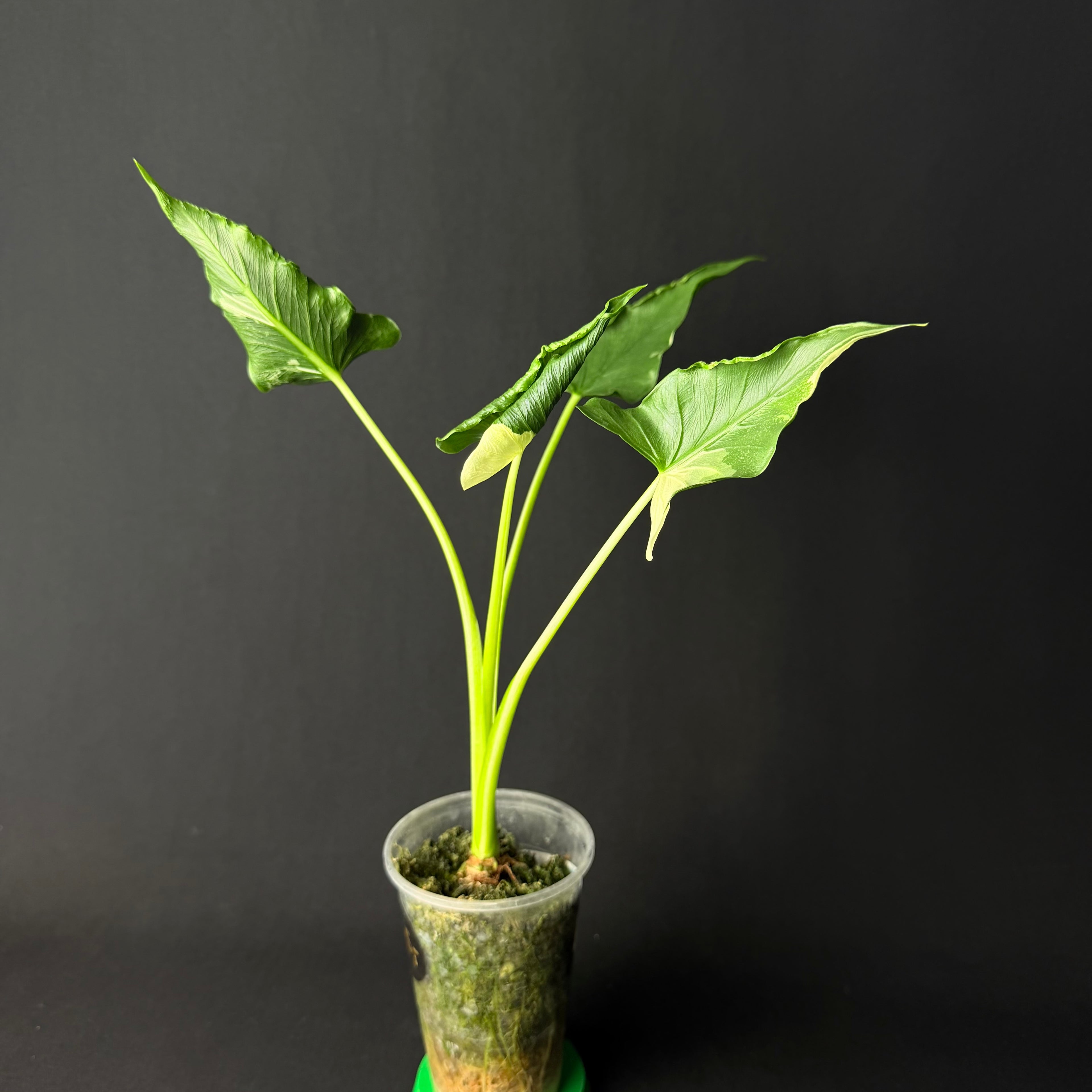 Alocasia Cucullata 'Crinkles' Albo Variegata