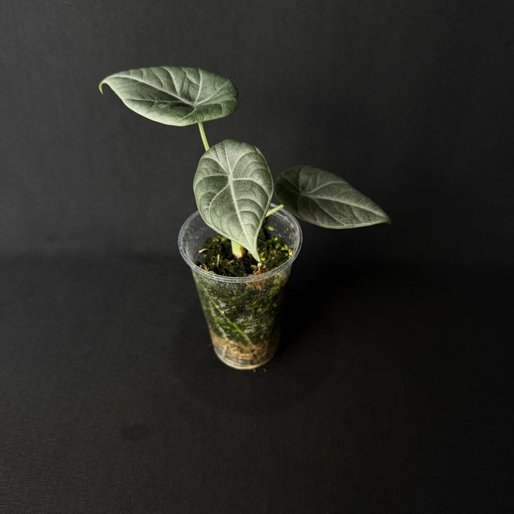 Alocasia Maharani #1-4