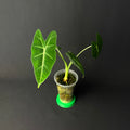 Alocasia Micholitziana 'Green Velvet'