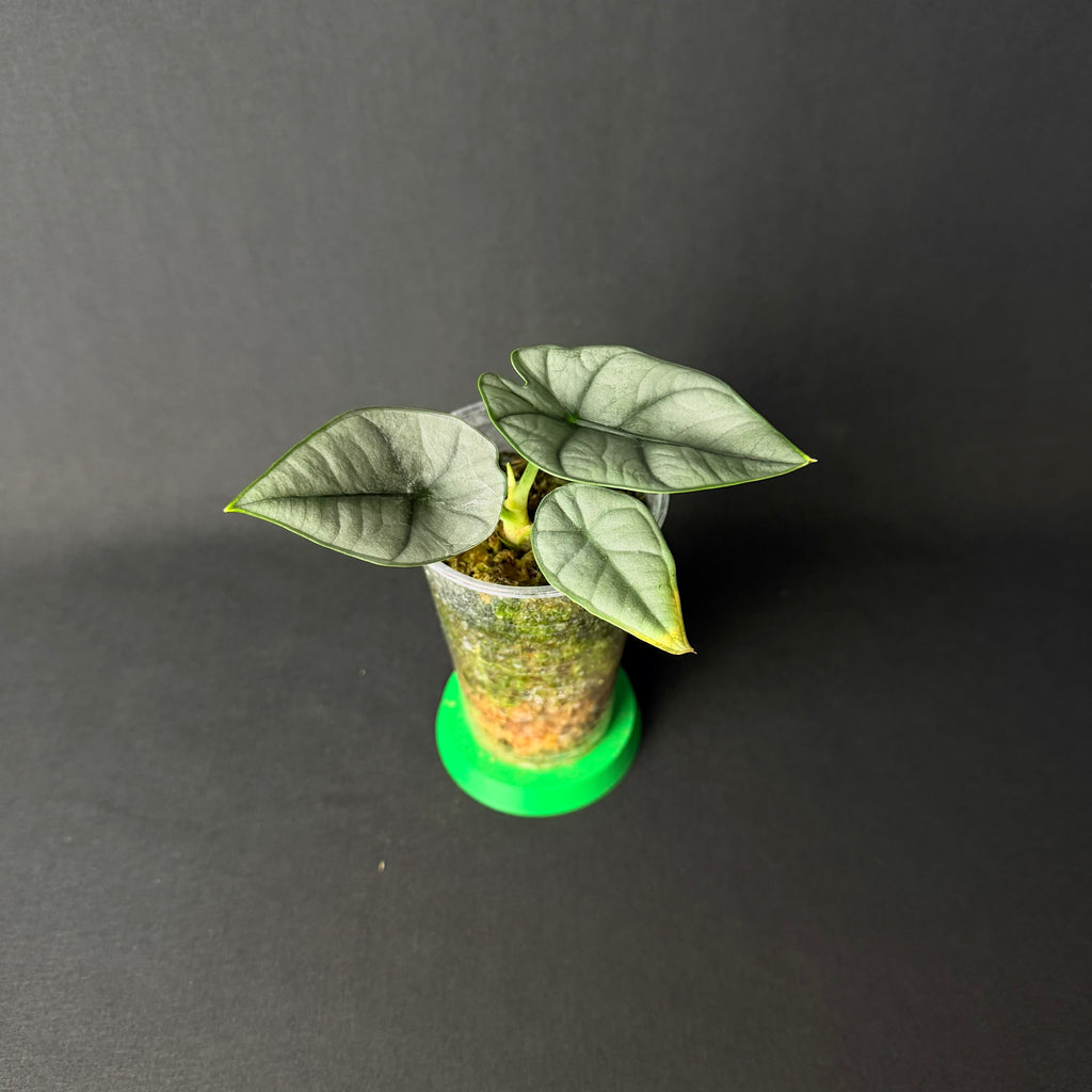 Alocasia Reginae Elaine #1-2