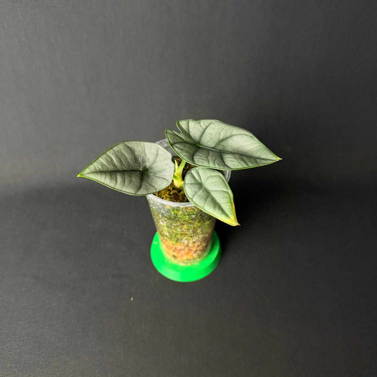 Alocasia Reginae Elaine #1-2