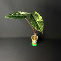 Alocasia Chantrierii Pink Variegata #2