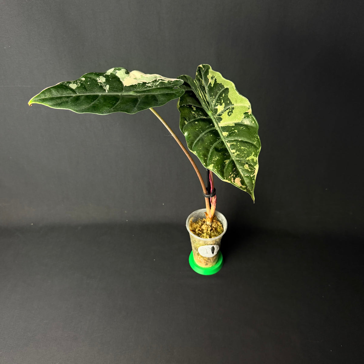 Alocasia Chantrierii Pink Variegata #2