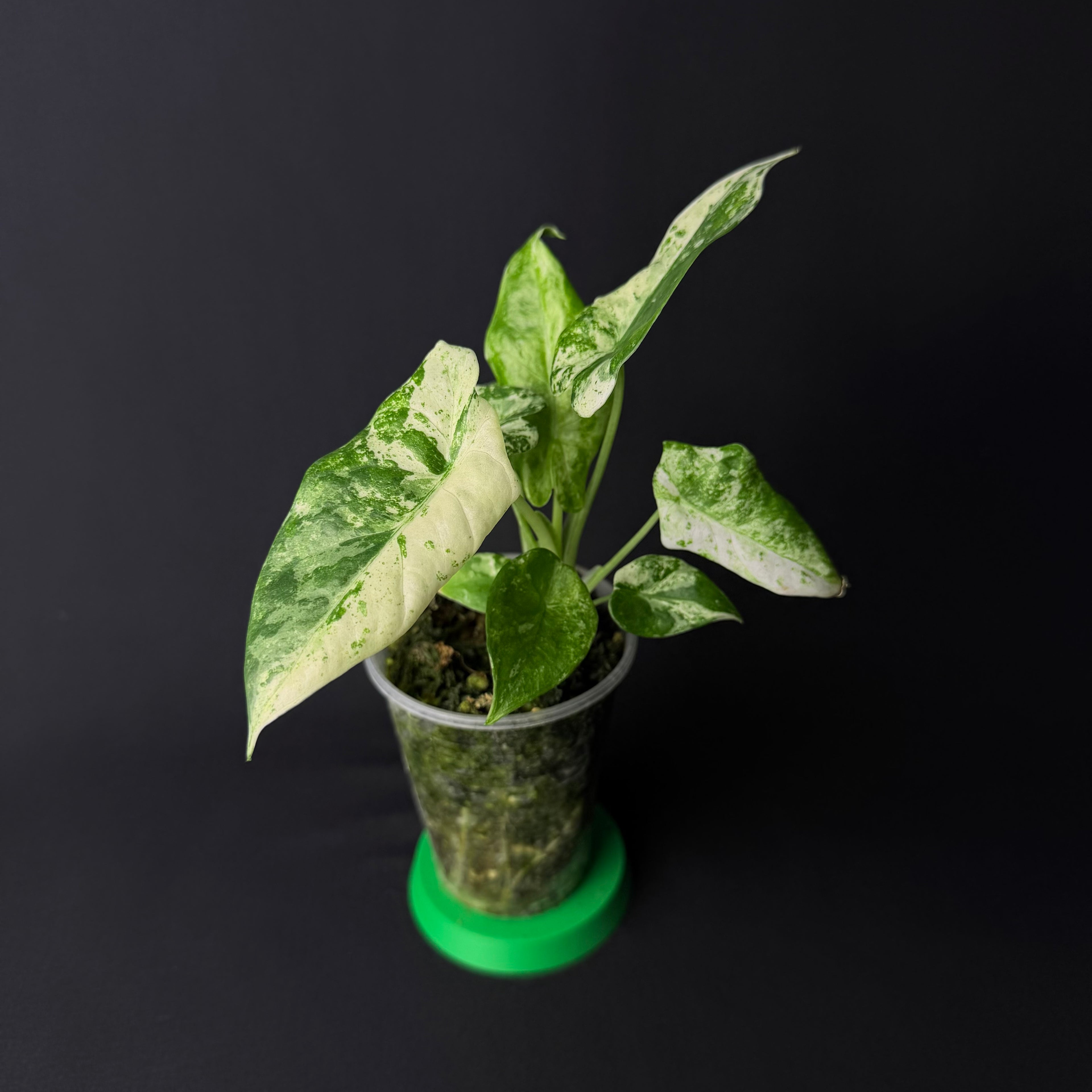 Alocasia Odora 'Batik' Variegata #1-9