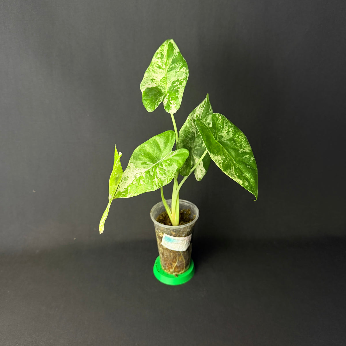 Alocasia Odora 'Batik' Variegata