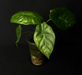 Alocasia Fornicata Albo Variegata #1