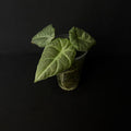 Alocasia Maharani Albo Variegata #7