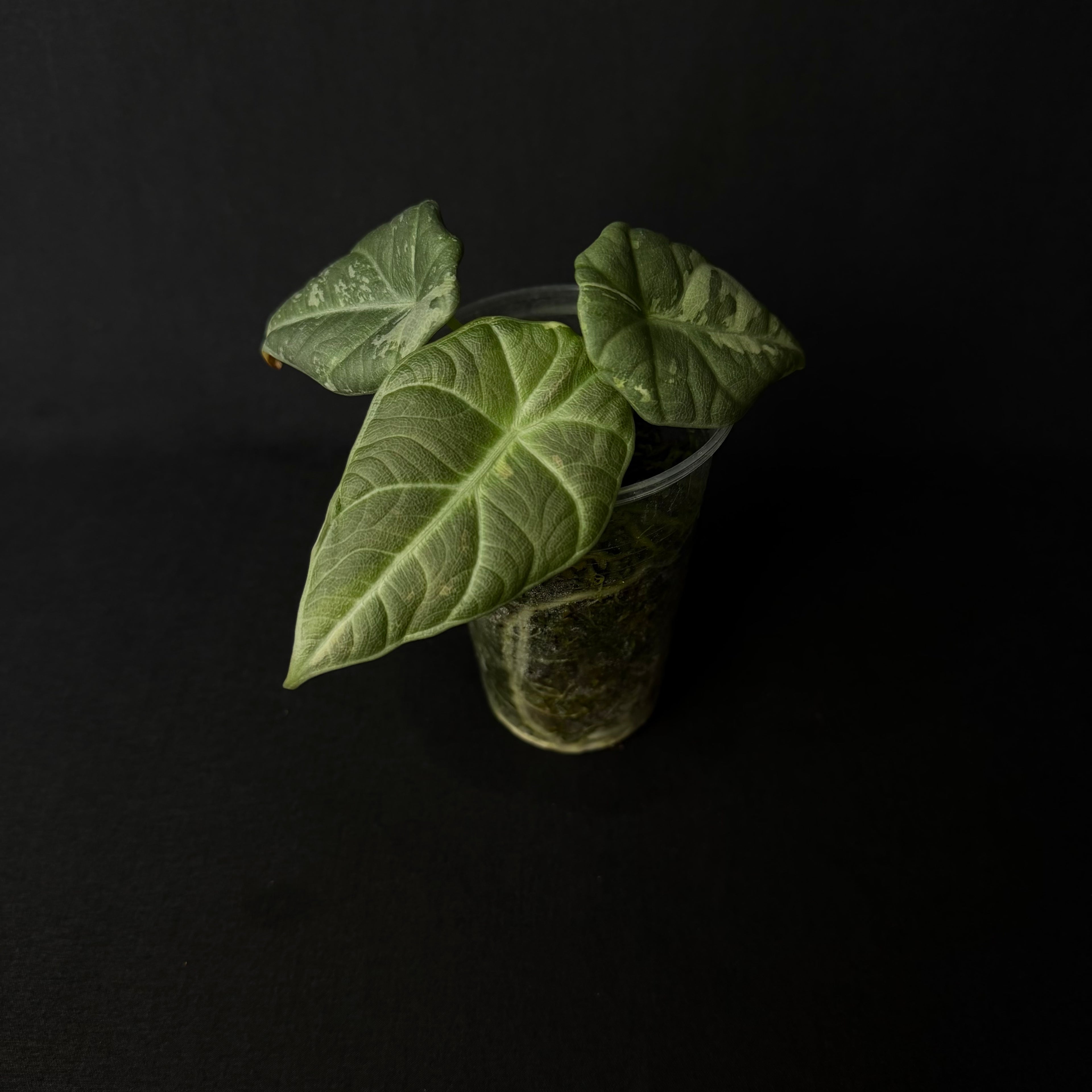 Alocasia Maharani Albo Variegata #7