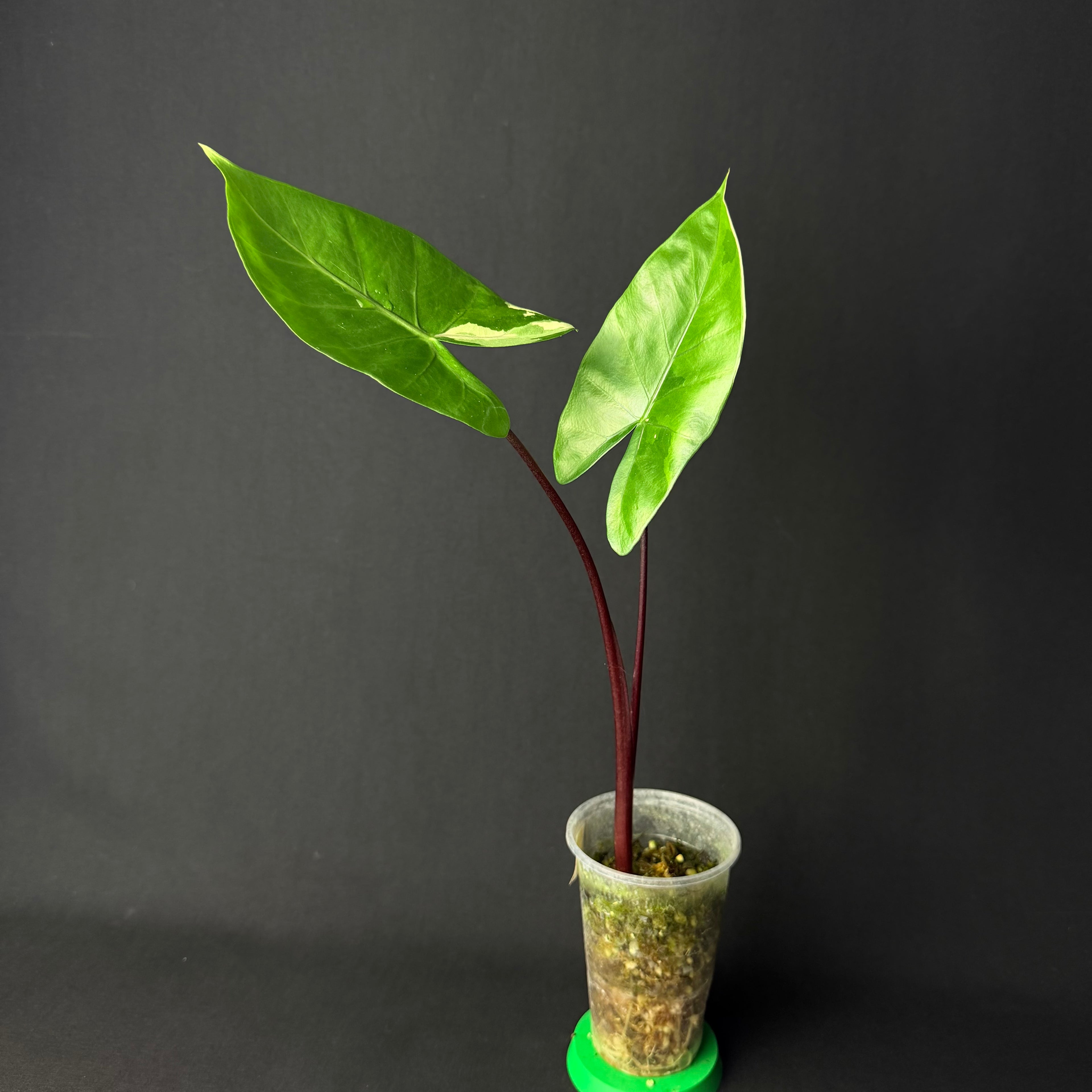 Alocasia Macrorrhizos 'Black Stem' Albo Variegata